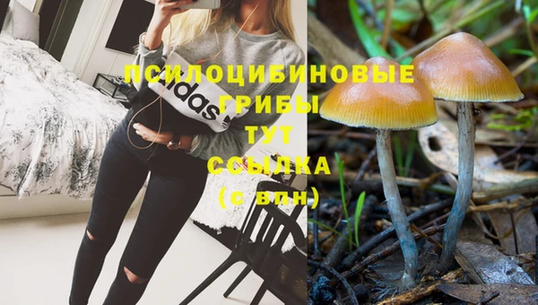 PSILOCYBIN Алзамай